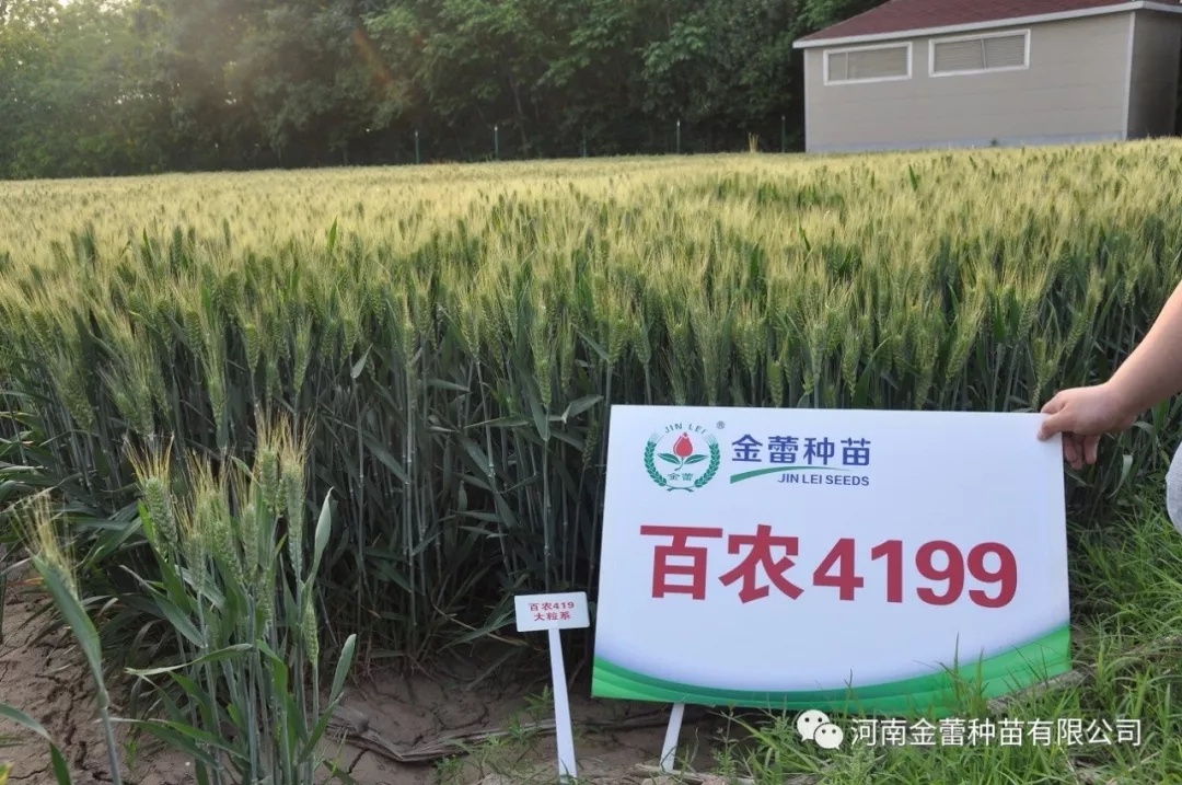 高光效品種，“逆天小麥”——金蕾百農(nóng)4199