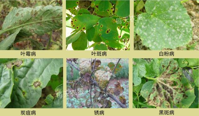 葉片發黃，是缺素還是病害？80%的人都分不清